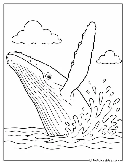 Humpback Whale Slapping Its Pectoral Fin Repeatedly Coloring Page