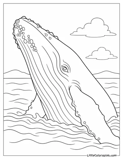 Humpback Whale with Barnacles Surfacing at Close Range Coloring Page