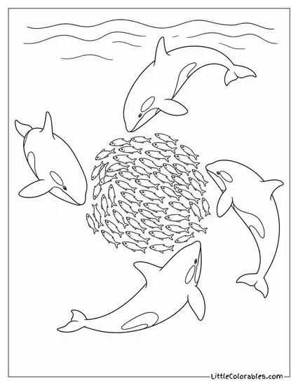Orca Pod Corralling Herring Into a Tight Ball Coloring Page