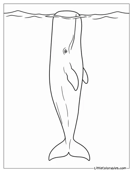 Sperm Whale Resting Vertically at the Surface Coloring Page