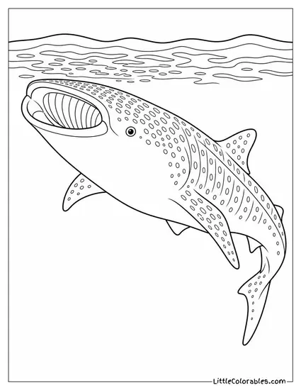 Whale Shark Filter-Feeding at the Surface Coloring Page